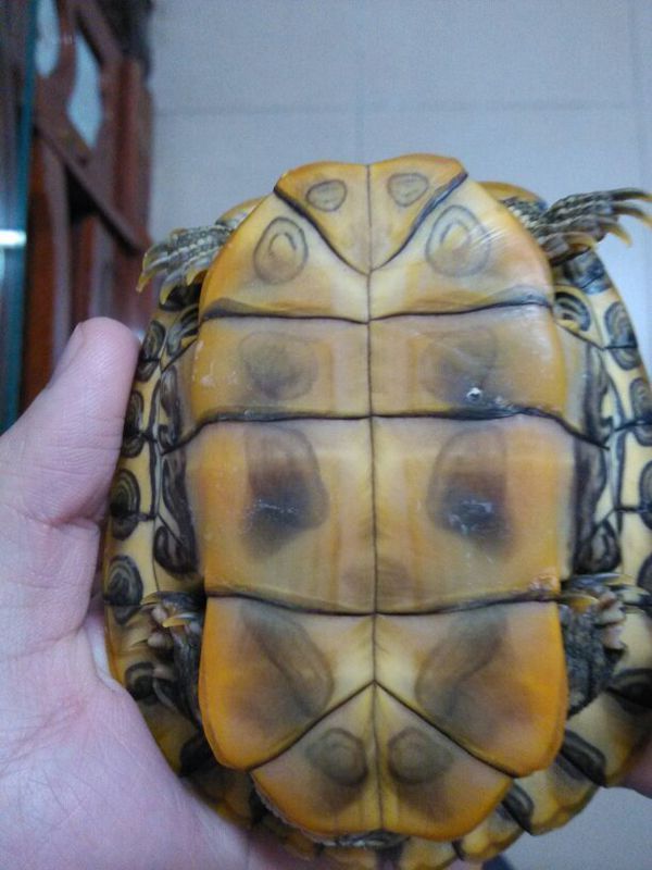 请问:我这两只巴西红耳龟有多大年龄?多久才能