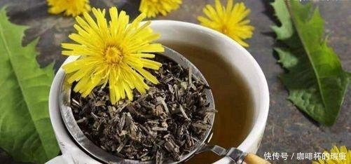 蒲公英茶可以天天喝吗蒲公英茶的功效很多,一