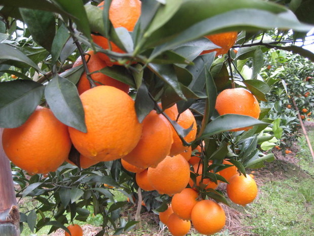 橙树种植技术_360问答