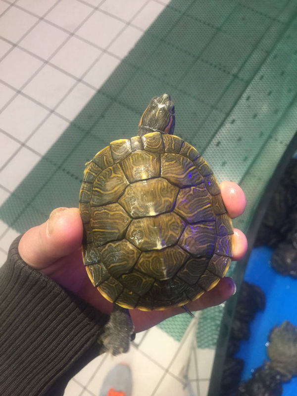 新买了一对巴西龟为什么放在水里就不动了,要