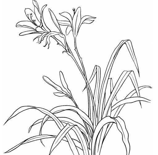 怎么用铅笔画兰花_360问答