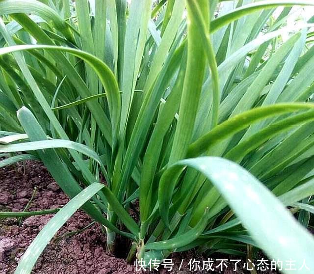 花盆种一把韭菜根,每天喂一勺汤,3天吃一茬