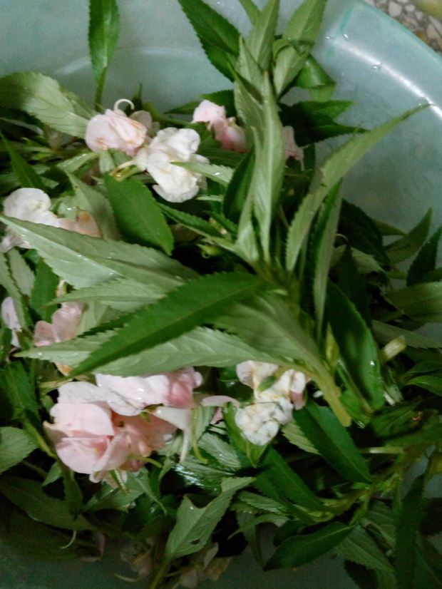 凤仙花做染发膏如何炮制_360问答