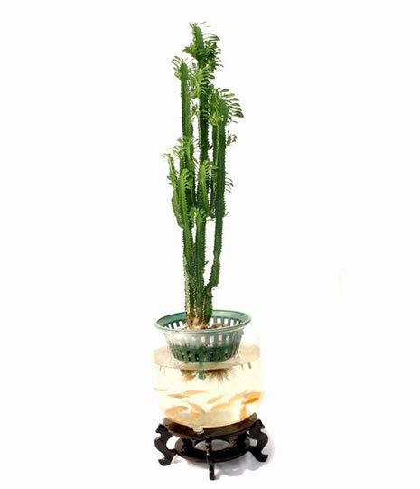 龙骨花是剑花的一个别名