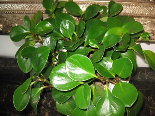 一种长的像橡皮树的花(当时买的时候卖花的说