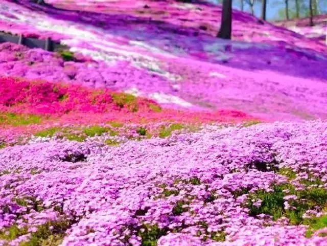 没有樱花没有雪 夏天的北海道依旧挤破头