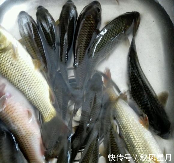 深山小石潭里,钓到一窝野鱼,像餐条,吃完发现这