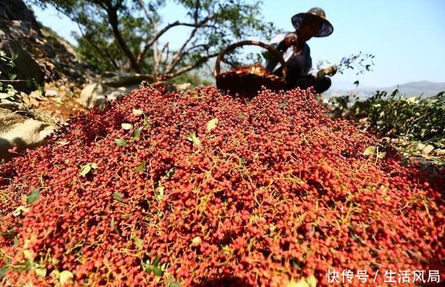 农村这作物，明年种植一亩可赚万元，为啥土豪都害怕不愿意种呢？