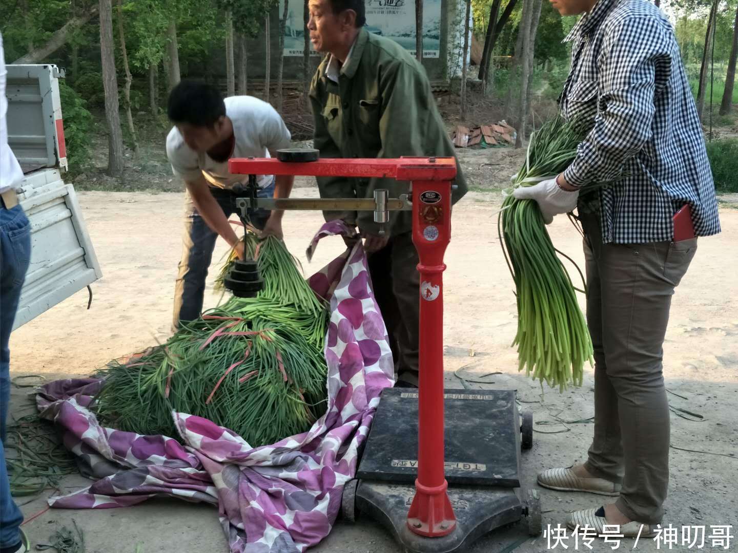 今年蒜苔价钱开门红，出价1.3，农民乐开花