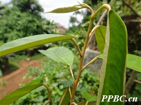 网上买个棵榴莲树苗,但不知道是真榴莲还是假