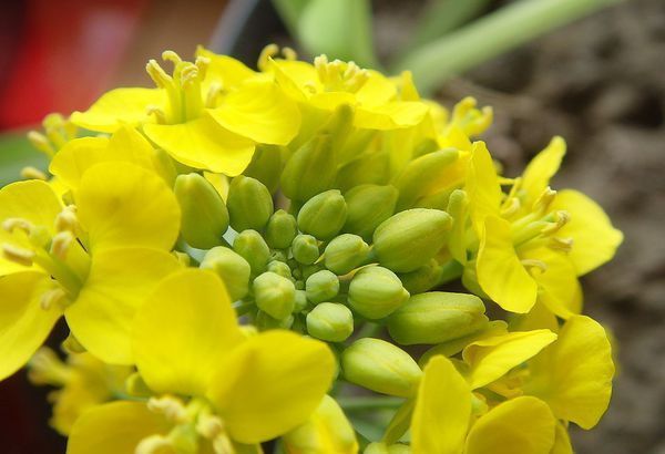 油菜花是什么形状的_360问答