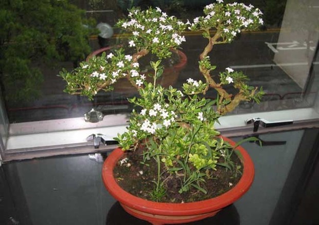 六月雪盆景养护与图片欣赏_360问答