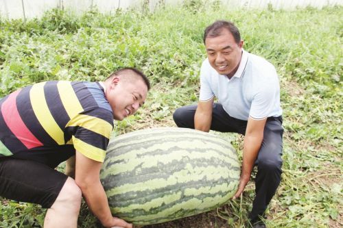 他种植西瓜已经10多年了,2013年开始在基地培育大西瓜,当年最重长到