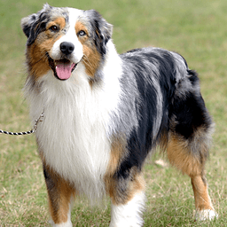 狗狗拼图:澳大利亚牧羊犬