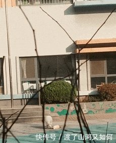 济南一幼儿园惊现狐狸, 咬死多只兔子! 居民称