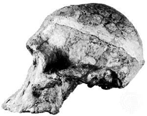 概述 australopithecus 亦称南方古猿.