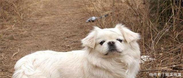 寿命最长的5种小型犬,京巴上榜,第二种养的人