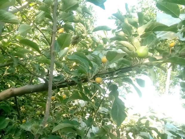 苹果长的有枣大了,到了套袋的时候了,有好多都