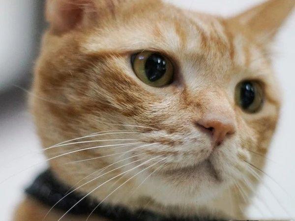 养了13年的猫咪病逝,铲屎官用这种独特的方式