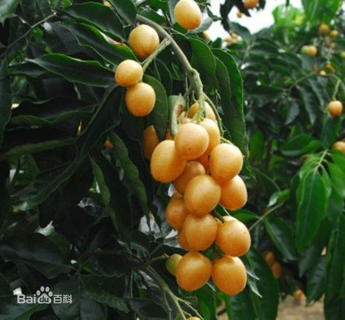 像枇杷大小能带皮吃的是什么果?_360问答