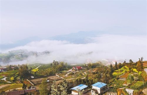 空中云雾缥缈,地上碧绿一片.3月26日,忠县黄金镇甘田村宛若仙境.