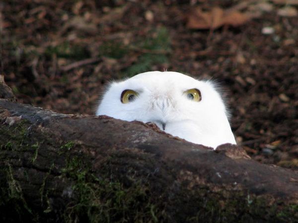 15年1月13日亚洲杯阿曼vs澳大利亚 和世界杯差