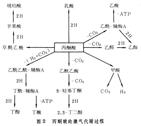 ①细菌发酵生成丙酮酸葡萄糖可被多种细菌分解代谢形成丙酮酸,进一步