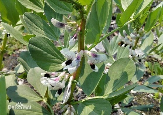 如何种植蚕豆 蚕豆的种植方法_360问答