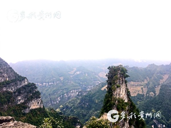 阳春三月!沿河南庄万亩李花吸引着众多游客前来游玩