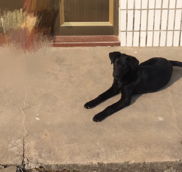 一直未能确定这是草狗还是拉布拉多,怎么才能