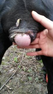 我家母卡斯罗发情了,但为什么阴部变这样?之前