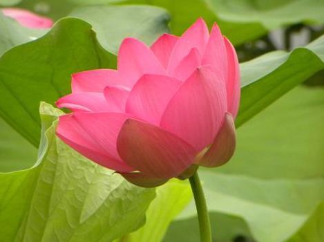 念佛人要记住三句话,念佛才有功夫,净空法师开示