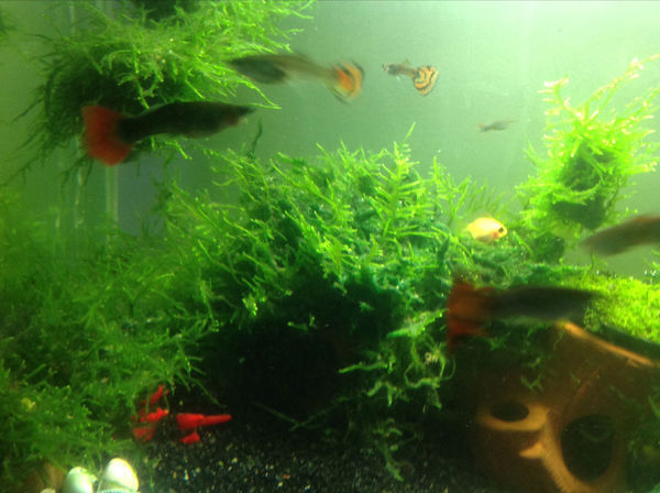 鱼缸里的莫斯水草长出了像毡子一样的绿藻，是什么鬼，怎么办啊_360问答