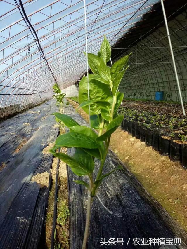 软枣猕猴桃最简单实用栽植管理技术