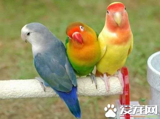 虎皮鹦鹉怎么驯养 先为它准备一个舒适宽敞的