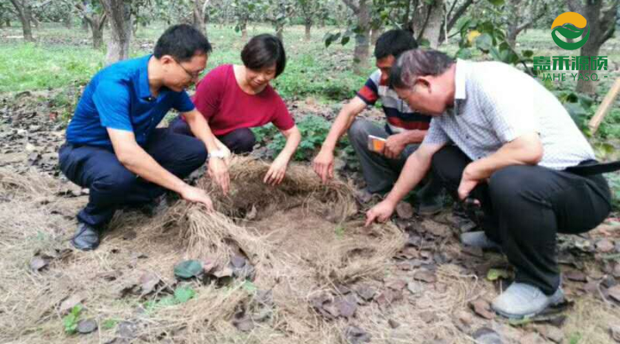 〖果园绿肥〗果园里的鼠茅草长高了,要不要割