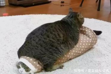 这只胖猫简直表情一个行走1的网友皮肤表情包啊,就是:赶图片