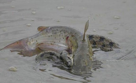 男子野外河边垂钓,水面突然浮起一条大鱼,看清