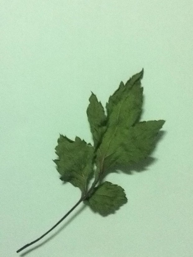 叶子呈三叶锯齿状图片