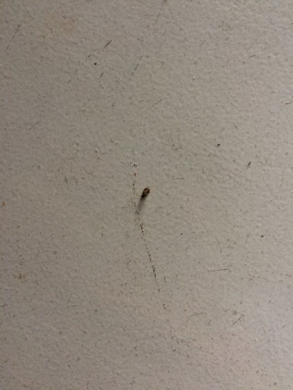 请问这是什么虫啊?幼小蟑螂?会咬人。刚刚上