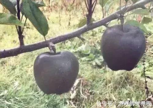 黑苹果适合哪里种植为什么那么贵_【快资讯】