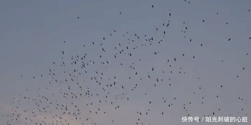锦州邮政大厦楼顶激光驱鸟器驱离乌鸦