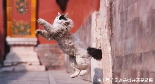 北京故宫181只猫火了,没有一只是吃白食的,还