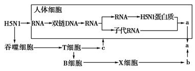 下图是高致病性禽流感病毒(H5N1)在人体细胞