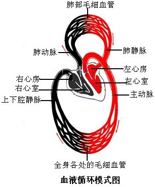 如图是人体气体交换与血液循环模式图，请据图回答:(1)外界空气通过呼吸运动到达人体肺部，在肺泡与[]_360问答