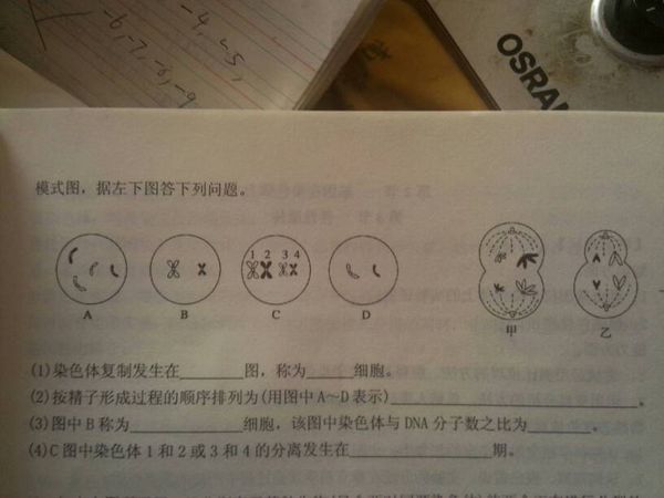 这道高一生物减数分裂的题,求解答!急!_360问