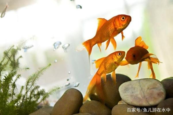 魚缸放木頭后水變黃對(duì)有傷魚兒（魚缸放木頭后水變黃對(duì)有傷魚兒有影響嗎）