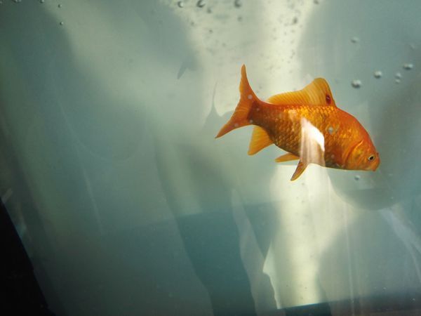 鱼鳍上有绿豆大的小红点是什么原因,怎么处理