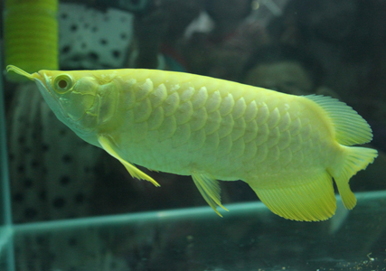 龙鱼鳞片发黑怎么办 维持水质PH的稳定_360问