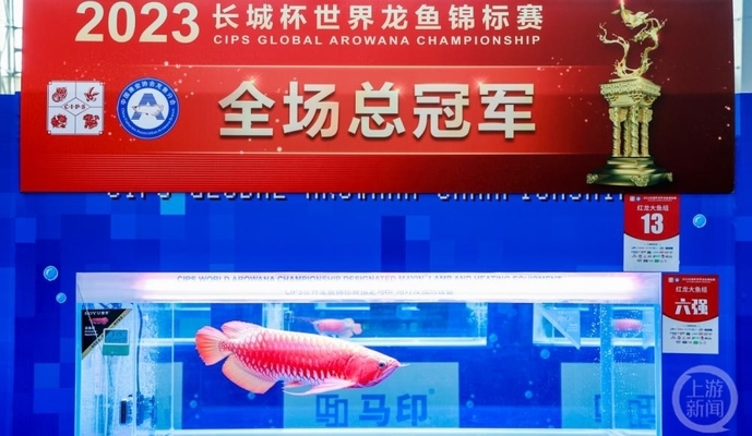 銀龍魚顏色變黑圖片 水族問答